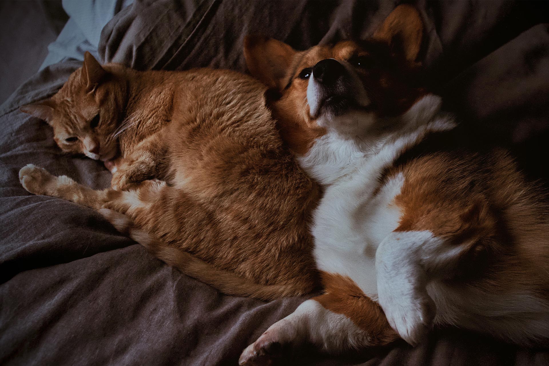 basic-hemp-brianna-santellan-LGG5P7KCziU-unsplash